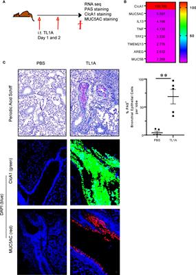 Targeting TL1A/DR3 Signaling Offers a Therapeutic Advantage to Neutralizing IL13/IL4Rα in Muco-Secretory Fibrotic Disorders